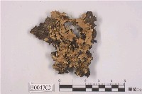 藏品(亞變梅衣)的圖片